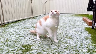 生まれて初めて雪が降ってきたのを見た猫が大喜びでこうなっちゃいましたw【もちまる日記】