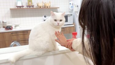 １年ぶりに姪っ子に会った猫の反応がこちら…笑【ポムさんとしまちゃん / ねこべや】