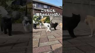 猫天国🐱【感動猫動画】