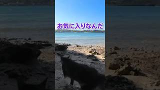 秘密の場所に連れてってくれました🐈【感動猫動画】