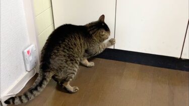 台所に現れるイタズラ猫を捕獲してお仕置きしたら…【てん動画】