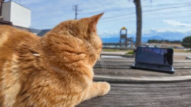 猫島の猫に隣の島の猫の様子を撮った動画を観せてみた【感動猫動画】