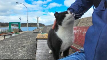 港のベンチにいた猫の隣に座ってナデナデしてきた【感動猫動画】