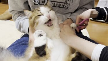 秀吉、ゴメン！しかたないねん、怒らんといて！【ひのき猫】