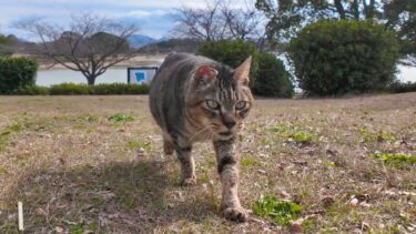 公園の芝生広場にいたら猫がトコトコ歩いてきた【感動猫動画】