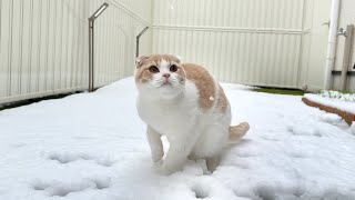 庭に出たら雪が積もってたときの猫のリアクションがかわいすぎましたw【もちまる日記】