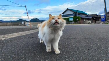 港町で車から降りると猫がモフられにやってきた【感動猫動画】
