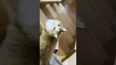 恒例の秀吉のモーニング「おはよう」 #ひのき猫 #cat #秀吉【ひのき猫】