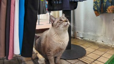 商店街の猫ちゃん、この日は婦人服店の店員してました。【感動猫動画】