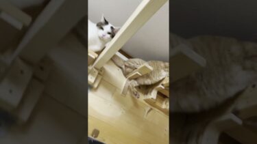 まさかそんなに怒るとはｗ #ひのき猫 #cat #猫 #大福にゃん【ひのき猫】