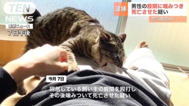 【速報】猫に股間を噛まれた男性が死亡…【てん動画】