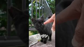 なんだ、オマエかにゃ〜！【感動猫動画】