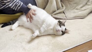 豆大福のぐうたらな一日【ひのき猫】