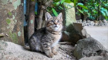 並木道の垣根に潜む子猫たちがかわい過ぎる【感動猫動画】