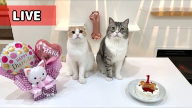 【祝】はな坊の1歳の誕生日ライブ配信！！🎂【もちまる日記】