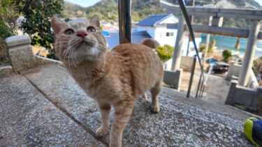 猫島の港付近で出会った猫と神社に参拝してきた【感動猫動画】