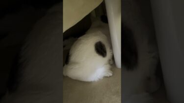 母猫に寄り添う豆大福（人間だと36歳） #ひのき猫 #cat #猫【ひのき猫】