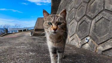 猫島の路地裏を歩くと猫が次々と現れて楽しい【感動猫動画】