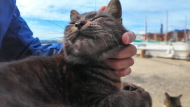 猫島の港の猫ちゃん、膝の上に乗ってきてカワイイ【感動猫動画】