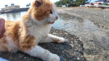 漁港の小さな桟橋に座っていたら猫がやってきて隣に座ってきた【感動猫動画】
