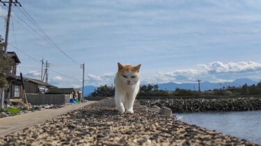 防波堤の上を猫がこっちに歩いてきた【感動猫動画】