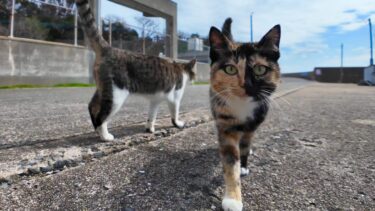 漁港の防波堤に島の猫達みんなと歩いて行ってきた【感動猫動画】