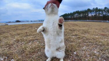 防波堤の猫ちゃん、ナデナデすると喜んで伸び上がって頭を擦りつけてきた【感動猫動画】