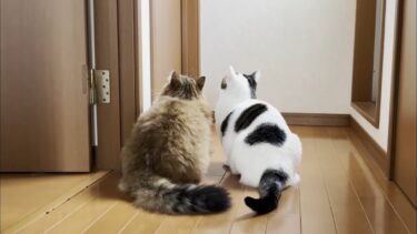 お父さんを小バカにして遊ぶ猫【ひのき猫】