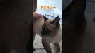 懐っこい猫が可愛すぎる♪【感動猫動画】