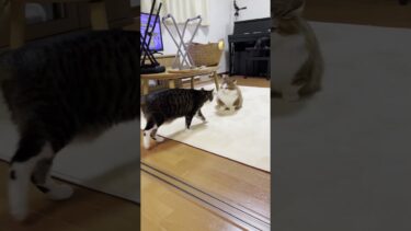 叩いて逃げる猫 #ひのき猫 #cat #猫【ひのき猫】