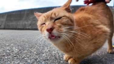 防波堤の猫たち茶トラ猫が撫でられるのを見て集まってきた【感動猫動画】