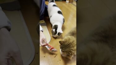 小型掃除機 #ひのき猫 #cat #猫 #大福にゃん【ひのき猫】