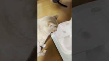 水飲み場を死守する秀吉 #ひのき猫 #cat #猫【ひのき猫】