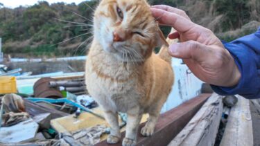 漁港の舟の墓場に茶トラ猫がいたので近づいて撫でる【感動猫動画】