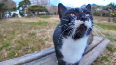 漁港近くの公園にいた黒白猫ちゃん、ベンチに撫でられに乗ってきた【感動猫動画】