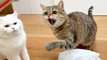 隣で突然「シャー！」されて困惑する猫…笑【ポムさんとしまちゃん / ねこべや】