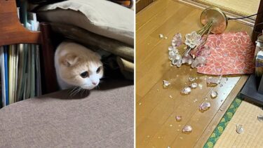 【悲報】ばあばの家で暴れて花瓶を割っちゃった猫が大変なことになりました…【もちまる日記】