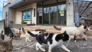 港で出会った猫「あっちで猫の集会があってるニャン、付いてくるニャン」【感動猫動画】