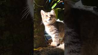 日向ぼっこしてる仔猫が可愛すぎる…！【感動猫動画】