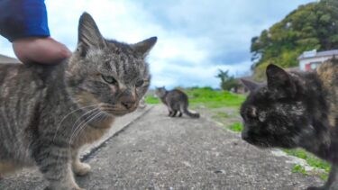 漁港の街に行ったら猫が集まってきた【感動猫動画】