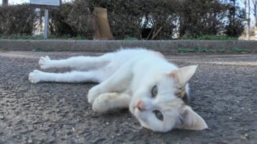 公園の駐車場にいた薄三毛猫ちゃん、撫でるとゴロンゴロン転がってカワイイ【感動猫動画】