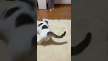 逃げ足だけは速い大福【ひのき猫】