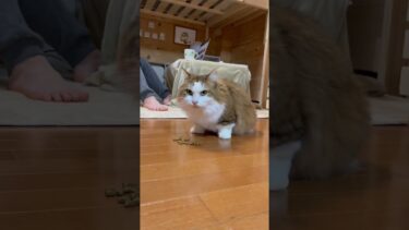 秀吉殿、横着すぎではござらぬか？【ひのき猫】