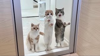 お風呂に入ってたら溺れてないか心配してくる猫たちがこうなっちゃいました笑【もちまる日記】