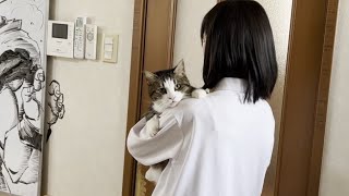 突然、塩対応に急変する二重人格の猫【ひのき猫】