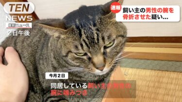 【速報】猫に腕を噛まれた男性が意識不明の重体【てん動画】