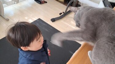 【触るな危険】狂暴灰色猫、３歳相手に冷酷無比の連続猫パンチ！【kokesukepapa】