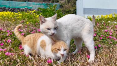 猫島のお花畑で戯れる猫達を見ると癒やされる【感動猫動画】