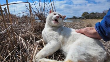 干上がった池の底で寝ていた猫を発見!近づいてナデナデしてきた【感動猫動画】