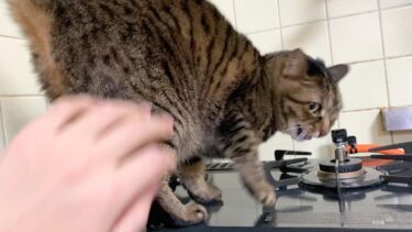 イタズラをしたのを叱ったら日本語で謝罪する猫…【てん動画】